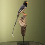 Roodsnavelkitta Taxidermie Opgezette Dieren By Max, Ophalen of Verzenden, Nieuw, Vogel, Opgezet dier