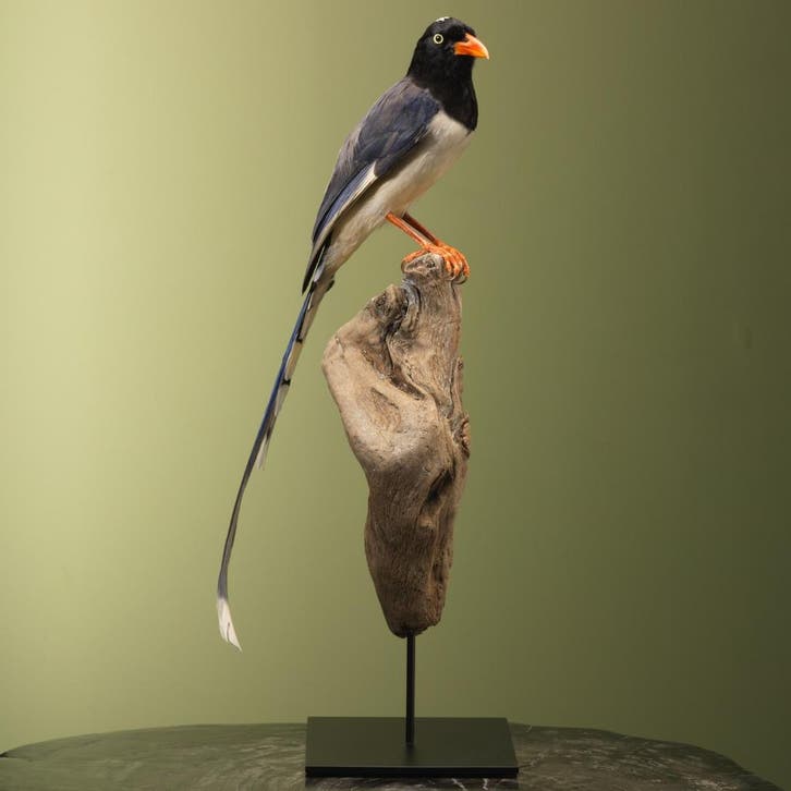 Roodsnavelkitta Taxidermie Opgezette Dieren By Max, Collections, Collections Animaux, Enlèvement ou Envoi