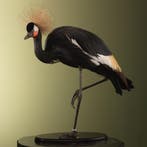 Zwarte Kroonkraanvogel Taxidermie Opgezette Dieren By Max, Verzamelen, Ophalen of Verzenden, Nieuw, Vogel, Opgezet dier