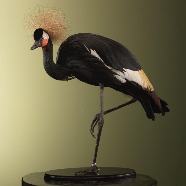 Zwarte Kroonkraanvogel Taxidermie Opgezette Dieren By Max, Verzamelen, Dierenverzamelingen, Opgezet dier, Nieuw, Vogel, Ophalen of Verzenden