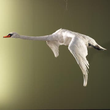 Zwaan Vliegend Taxidermie Opgezette Dieren By Max, Ophalen of Verzenden, Opgezet dier
