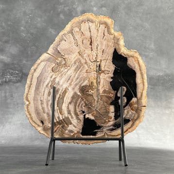 C- Magnifique grande tranche de bois pétrifié sur un socle