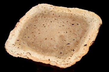 Gefossiliseerd hout - Tietea singularis - 16 cm - 11 cm