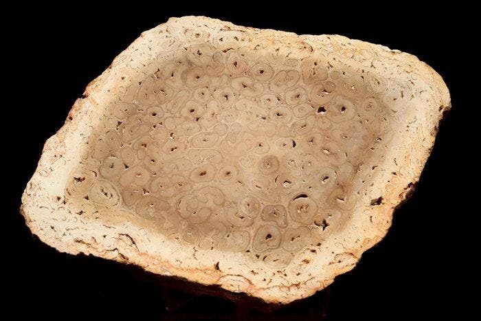 Gefossiliseerd hout - Tietea singularis - 16 cm - 11 cm, Collections, Minéraux & Fossiles
