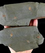 Primitieve stekelhuidige - Stylophora!!! - Gefossiliseerd