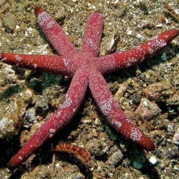 Echinaster Luzonicus, Verzenden