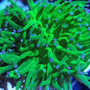 Euphyllia Glabrescens Blueberry Ultra Green met paars/blauwe