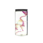 Eend Skelet - Diaphonized duck skeleton - anatatide - 15 cm