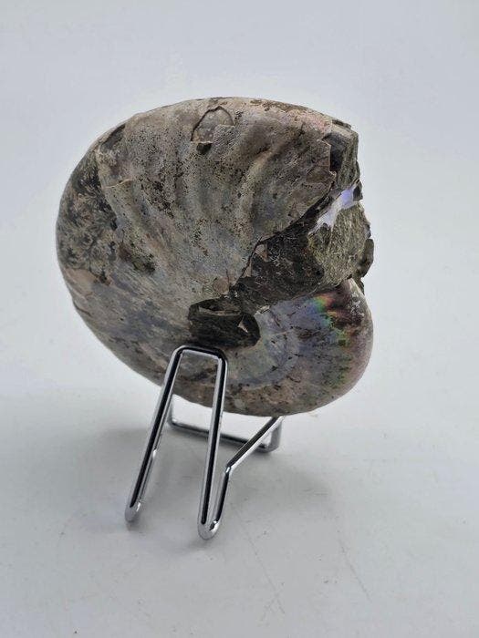 Ammoniet - Gefossiliseerd dier - Cleoniceras Ammonite Fossil, Collections, Minéraux & Fossiles