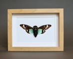 Insekt Taxidermie volledige montage - Cigale Tosena