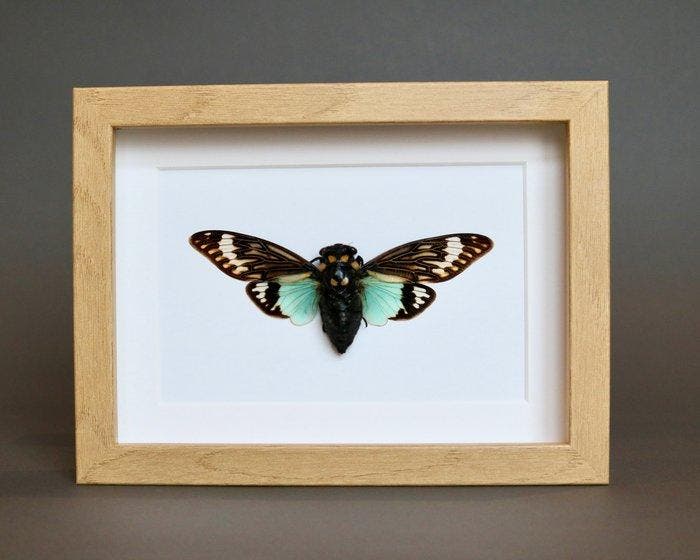 Insekt Taxidermie volledige montage - Cigale Tosena, Collections, Collections Animaux