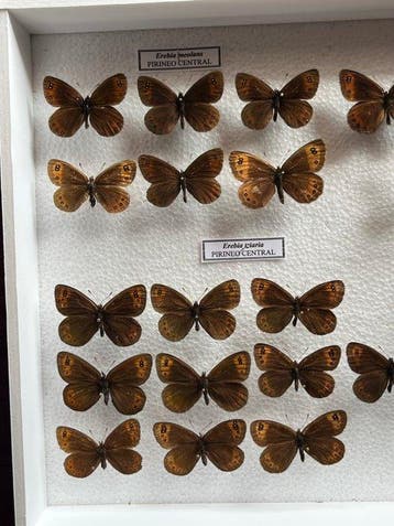 Papillon Support de corps entier pour taxidermie - Erebia -, Collections