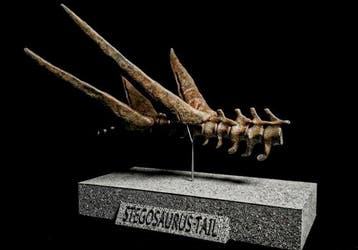 Replica Thagomizer 22 cm - Fossiel fragment (Zonder