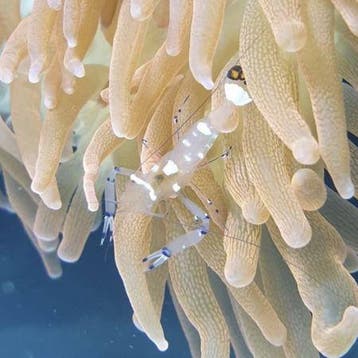 Ancylocaris brevicarpalis (Clowns garnaal), Dieren en Toebehoren