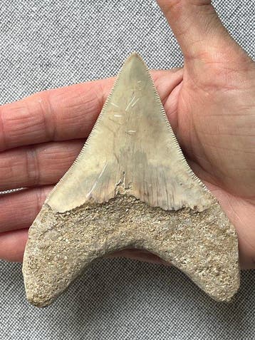 Megalodon-tand 11,3 cm - Fossiele tand - Carcharocles