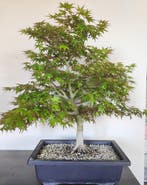 Japanese maple bonsai (Acer palmatum) - Hauteur (arbre) : 60
