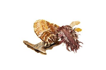 Exclusieve schelpenset: Malleus malleus (hameroester) &