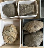 Collectie Eifel Weekdieren en Bomus / 26 soorten -