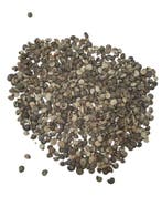 Umbonium Schelpen Zilver 200 gram, Hobby en Vrije tijd, Knutselen, Nieuw