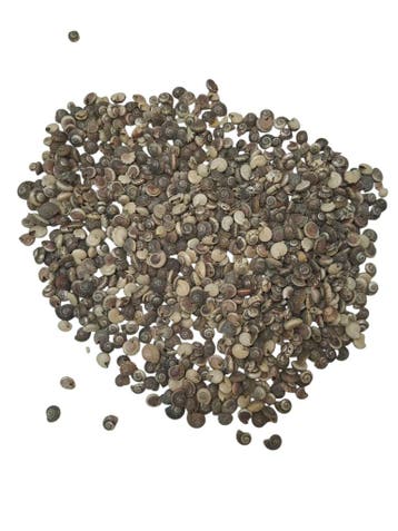 Umbonium Schelpen Zilver 200 gram, Nieuw