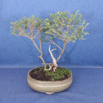 Chinese iep bonsai (Ulmus parviflora) - Hoogte (boom): 31 cm