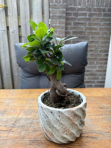 ficus Ginseng - Hoogte (boom): 15 cm - Diepte (boom): 15 cm