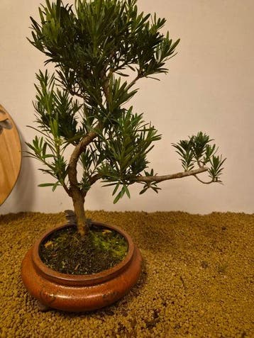Bonsaï Pin des Bouddhistes (Podocarpus macrophyllus) -