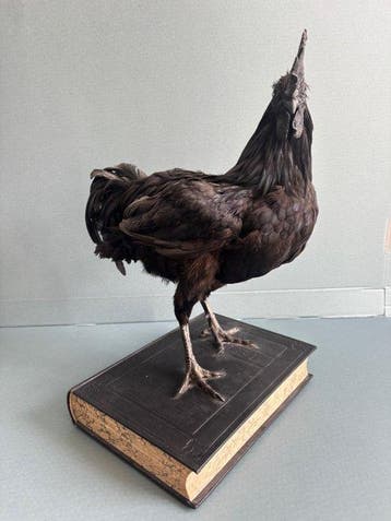 kip Taxidermie volledige montage - ayam cemani - 50 cm - 40