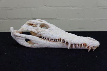 Large Nile Crocodile 38cm! Schedel - Crocodylus niloticus, Nieuw
