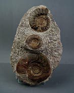 Ammoniet - Fossiele matrix - Diversos géneros de Ammonoidea
