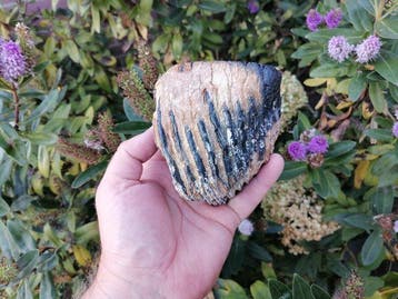 Wolharige mammoet - Fossiele kies - Mammuthus primigenius, Verzamelen, Mineralen en Fossielen