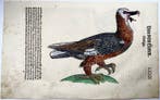 Conrad Gesner - First Issue - Bearded Vulture, bird - Folio
