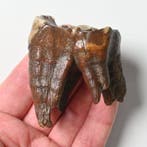 Rhinocéros laineux - Dent fossile - Coelodonta antiquitatis, Collections