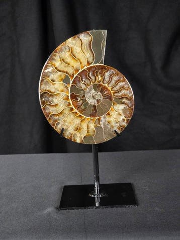 Ammoniet - Gefossiliseerd dier - Aioloceras (Cleoniceras)