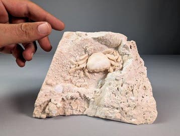 Gekristalliseerde fossiele krab in kalkrijke matrix –