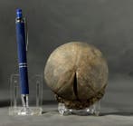 Grote, fijn bewaard zee-egel - Gefossiliseerd dier - Clypeus