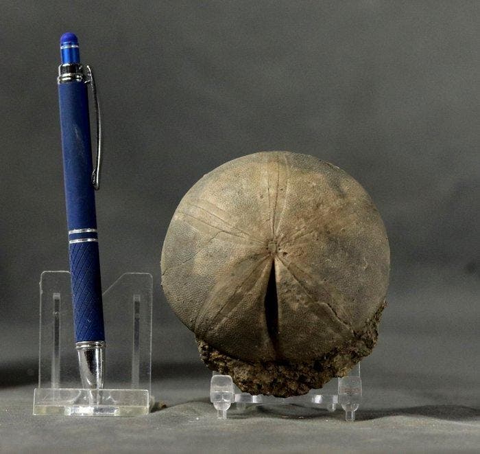 Grote, fijn bewaard zee-egel - Gefossiliseerd dier - Clypeus, Collections, Minéraux & Fossiles