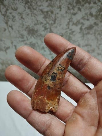 Carcharodontosaurus - Gefossiliseerd dier - 7.5 cm - 2.5 cm