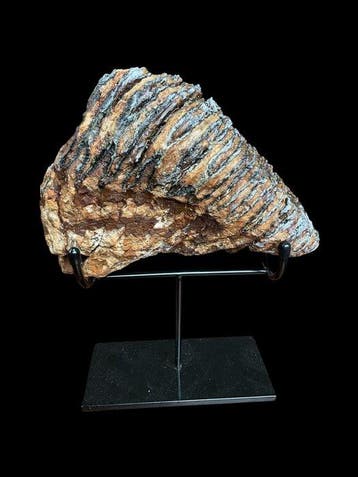 Wolharige mammoet - Fossiele kies - 20 cm - 18 cm, Verzamelen