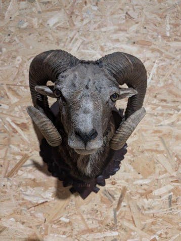 mouflon Support de tête pour taxidermie - Ovis aries musimon, Collections