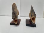 Piranha Taxidermie volledige montage - pygocentrus natteren