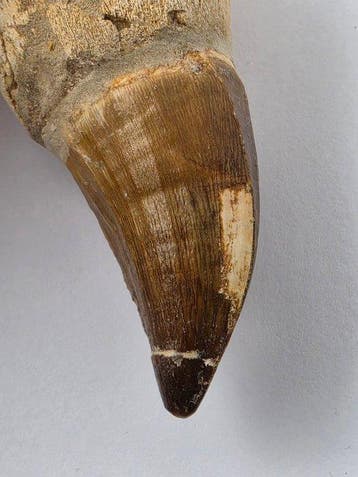 Mosasaurus - Fossiele tand - 12 cm (Zonder minimumprijs)