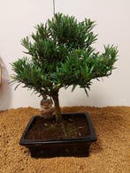 Bonsaï Pin des Bouddhistes (Podocarpus macrophyllus) -