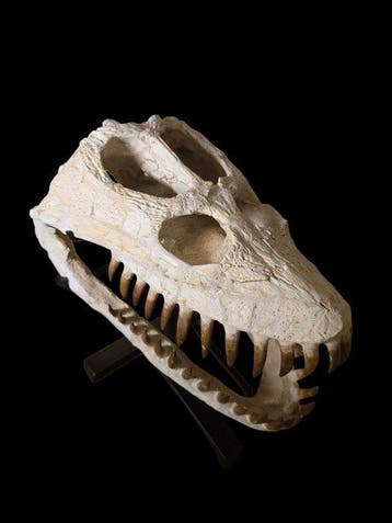 Elasmosaurus - Fossiele schedel - 49 cm - 28 cm