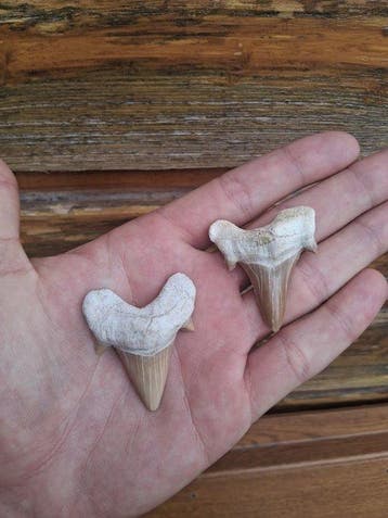 Requin - Dent fossile - Otodus Obliquus (Sans prix de, Collections