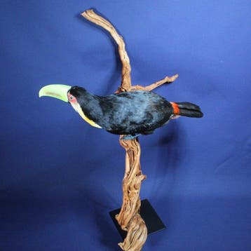 Bunttukan Taxidermie volledige montage - Ramphastos, Nieuw