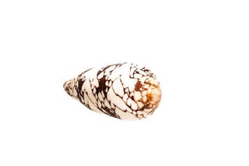 Bisschopskegelslak (Conus episcopatus) – Majestueus