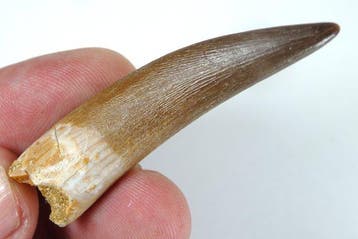 Plesiosaurus-tand - Fossiele tand - Zafarasaura oceanis -
