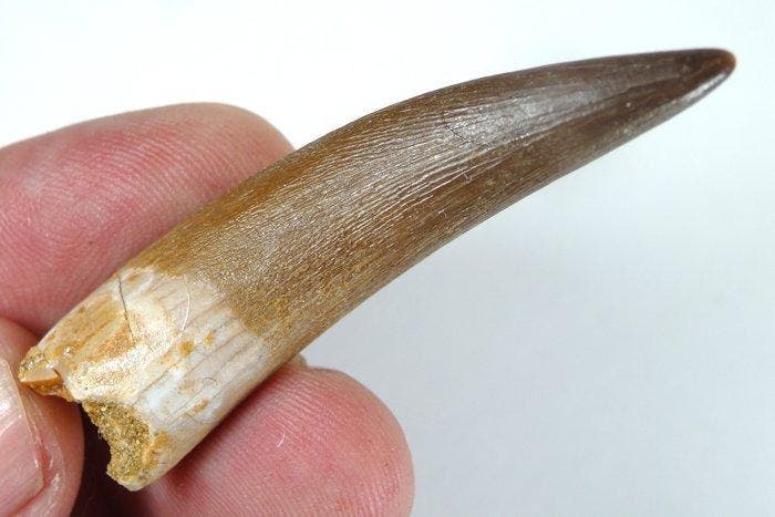 Plesiosaurus-tand - Fossiele tand - Zafarasaura oceanis -, Verzamelen, Mineralen en Fossielen