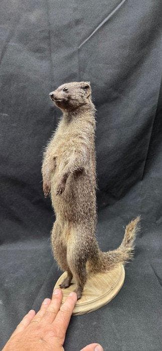 Mangouste - montage taxidermique intégral Support de corps